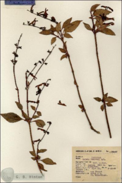 URN_catalog_HBHinton_herbarium_14096.jpg.jpg