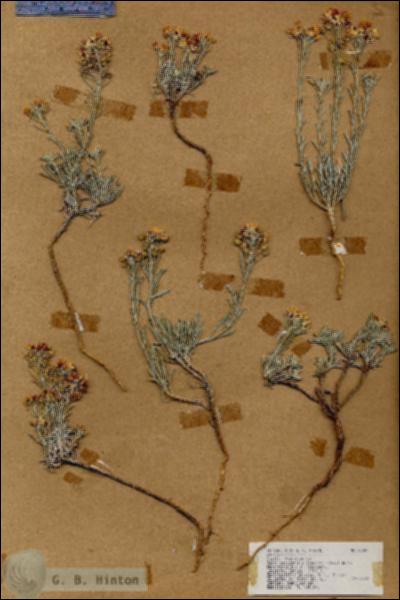 URN_catalog_HBHinton_herbarium_17287.jpg.jpg