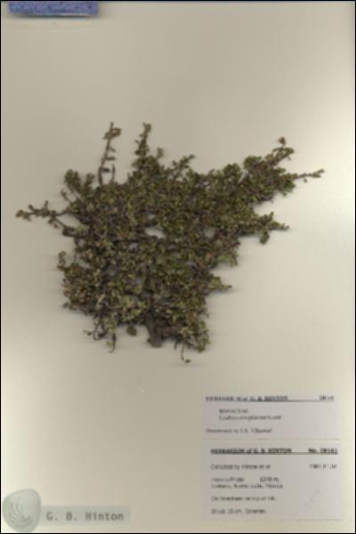 URN_catalog_HBHinton_herbarium_28141.jpg.jpg
