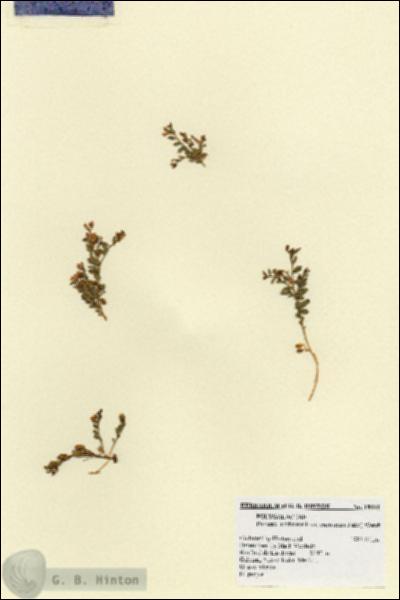 URN_catalog_HBHinton_herbarium_18441.jpg.jpg