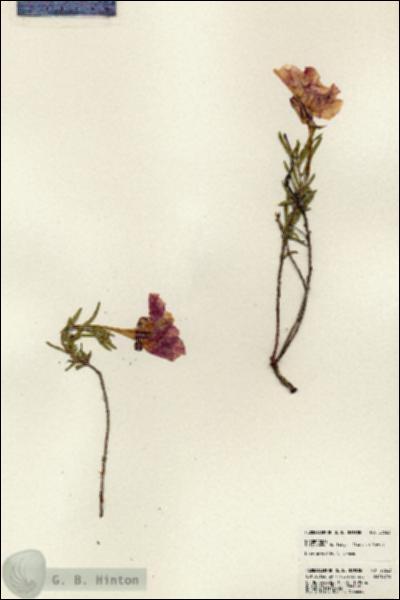 URN_catalog_HBHinton_herbarium_23623.jpg.jpg