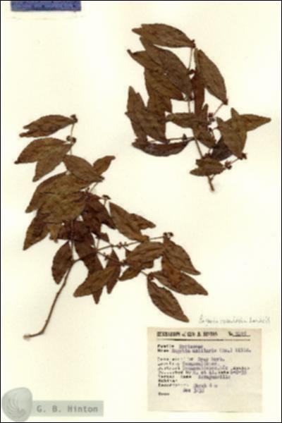 URN_catalog_HBHinton_herbarium_7695.jpg.jpg