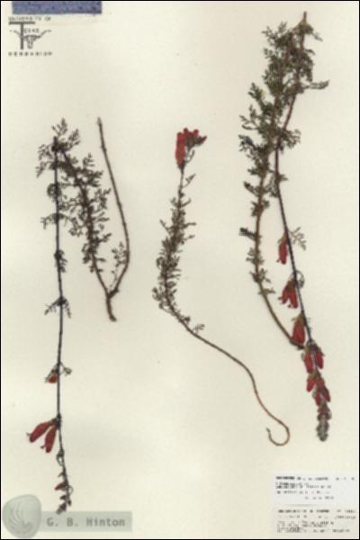 URN_catalog_HBHinton_herbarium_26830.jpg.jpg