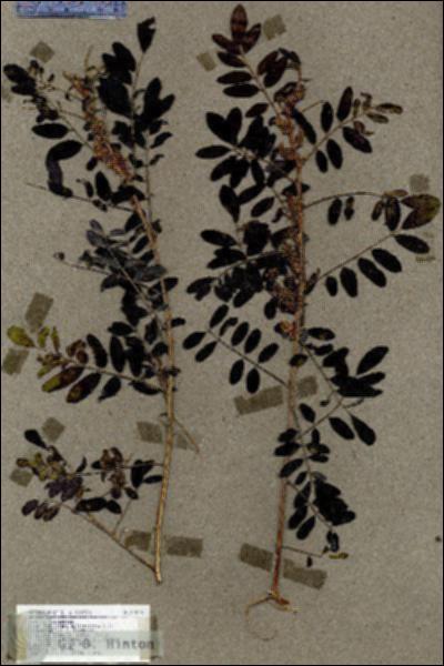URN_catalog_HBHinton_herbarium_17628.jpg.jpg