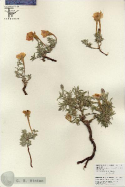 URN_catalog_HBHinton_herbarium_25829.jpg.jpg