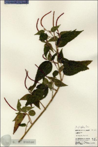 URN_catalog_HBHinton_herbarium_24611.jpg.jpg