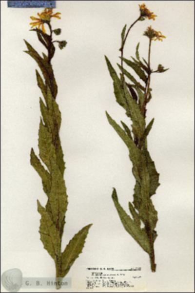 URN_catalog_HBHinton_herbarium_20422.jpg.jpg