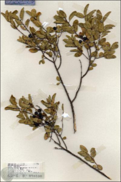 URN_catalog_HBHinton_herbarium_19356.jpg.jpg