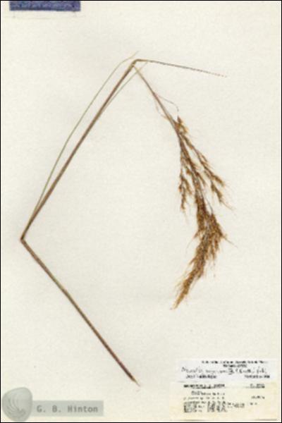 URN_catalog_HBHinton_herbarium_20946.jpg.jpg