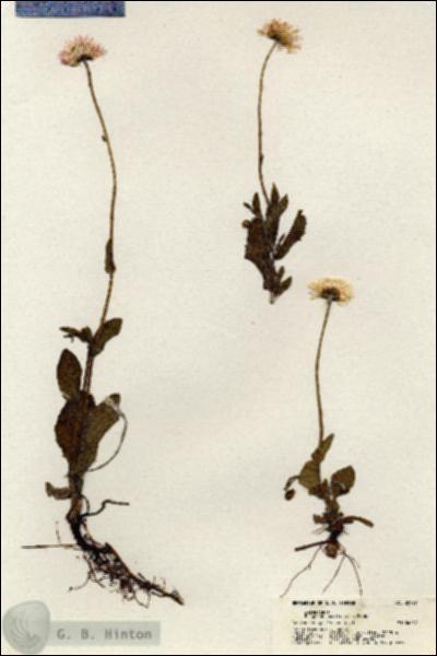 URN_catalog_HBHinton_herbarium_20997.jpg.jpg
