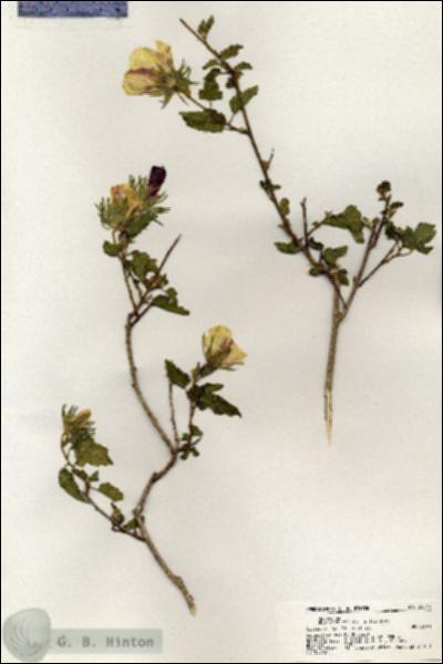 URN_catalog_HBHinton_herbarium_20544.jpg.jpg