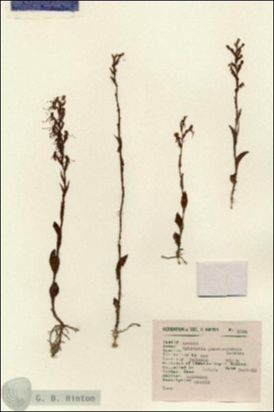 URN_catalog_HBHinton_herbarium_1454.jpg.jpg