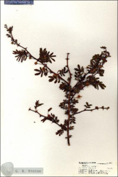 URN_catalog_HBHinton_herbarium_20951.jpg.jpg