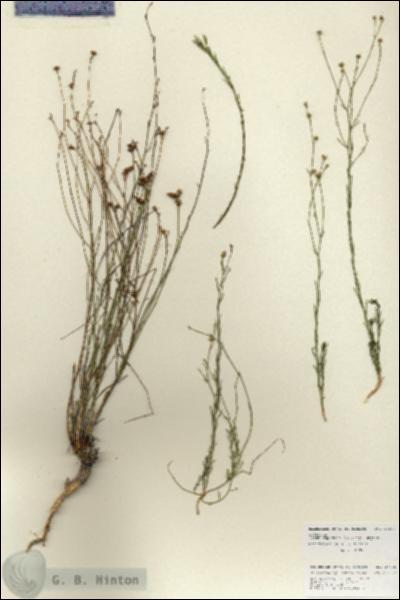 URN_catalog_HBHinton_herbarium_27015.jpg.jpg