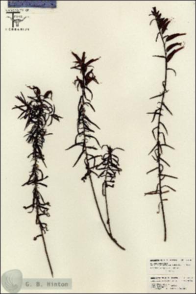 URN_catalog_HBHinton_herbarium_26130.jpg.jpg