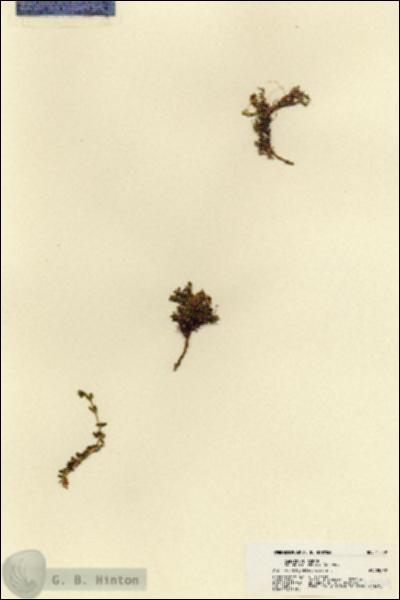 URN_catalog_HBHinton_herbarium_17009.jpg.jpg