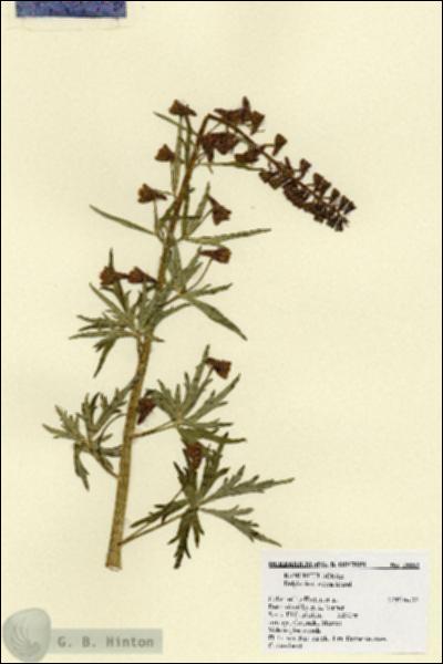 URN_catalog_HBHinton_herbarium_18883.jpg.jpg