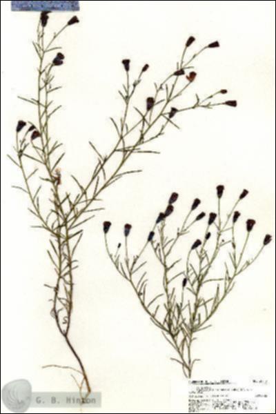 URN_catalog_HBHinton_herbarium_20719.jpg.jpg