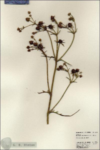 URN_catalog_HBHinton_herbarium_23794.jpg.jpg