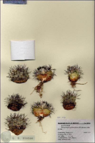 URN_catalog_HBHinton_herbarium_26910.jpg.jpg