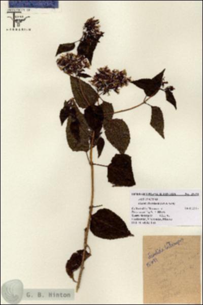 URN_catalog_HBHinton_herbarium_15791.jpg.jpg