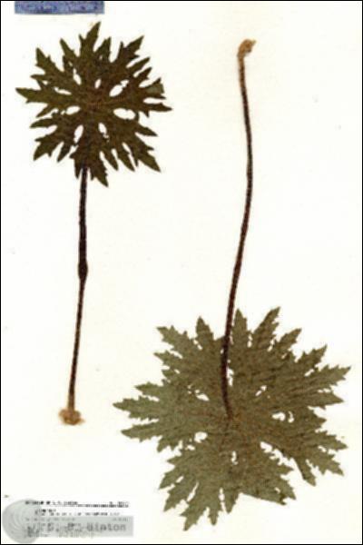 URN_catalog_HBHinton_herbarium_20979.jpg.jpg