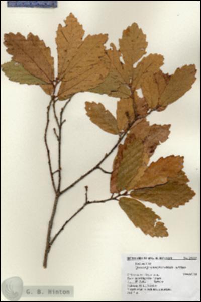 URN_catalog_HBHinton_herbarium_20222.jpg.jpg