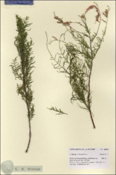 URN_catalog_HBHinton_herbarium_28800.jpg.jpg