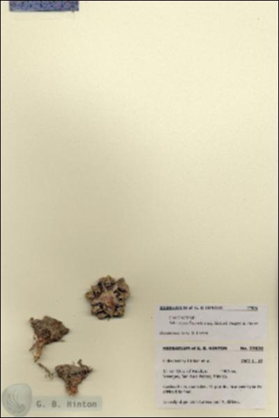 URN_catalog_HBHinton_herbarium_27826.jpg.jpg