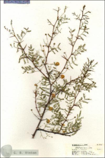 URN_catalog_HBHinton_herbarium_21107.jpg.jpg