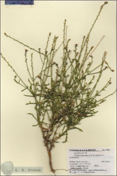 URN_catalog_HBHinton_herbarium_27464.jpg.jpg