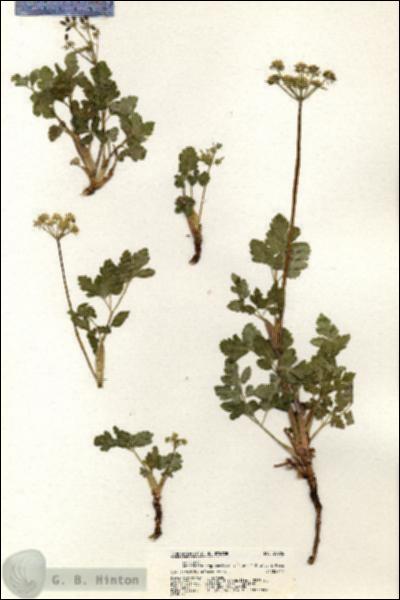 URN_catalog_HBHinton_herbarium_20986.jpg.jpg