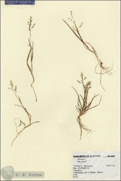 URN_catalog_HBHinton_herbarium_5348.jpg.jpg