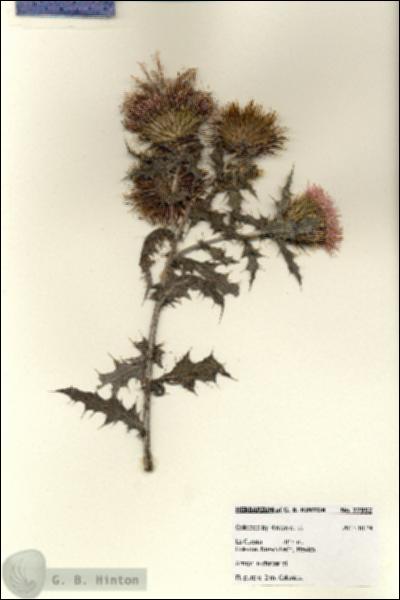 URN_catalog_HBHinton_herbarium_27952.jpg.jpg