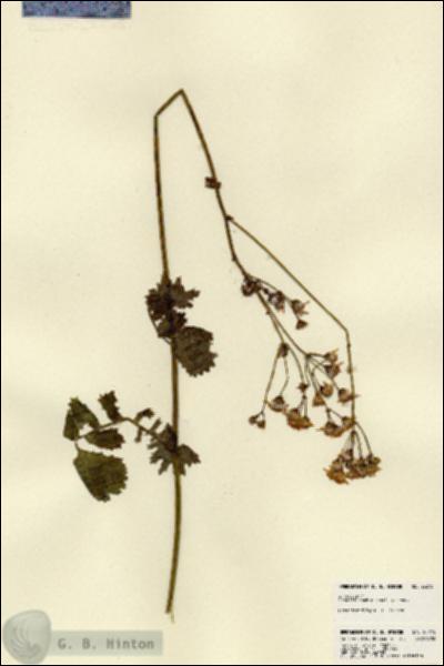 URN_catalog_HBHinton_herbarium_23215.jpg.jpg