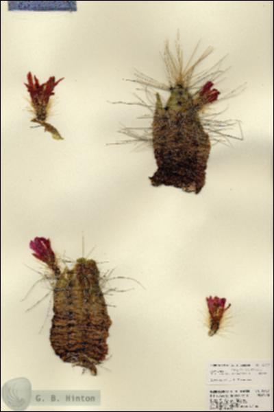 URN_catalog_HBHinton_herbarium_22637.jpg.jpg