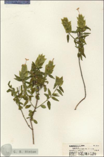 URN_catalog_HBHinton_herbarium_21153.jpg.jpg