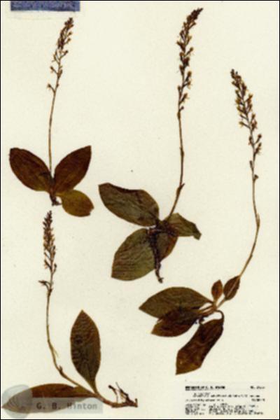 URN_catalog_HBHinton_herbarium_21283.jpg.jpg