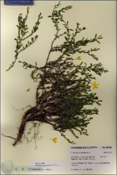 URN_catalog_HBHinton_herbarium_28727.jpg.jpg