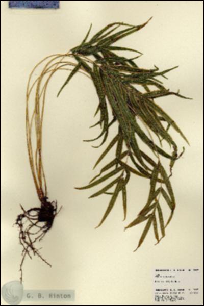 URN_catalog_HBHinton_herbarium_22683.jpg.jpg