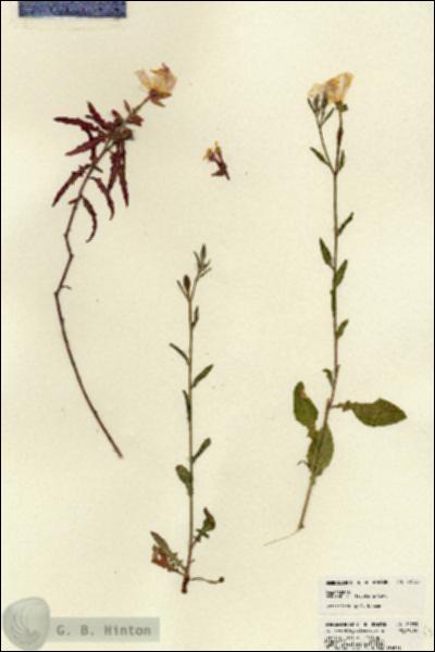 URN_catalog_HBHinton_herbarium_22733.jpg.jpg