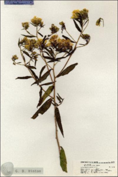 URN_catalog_HBHinton_herbarium_20870.jpg.jpg