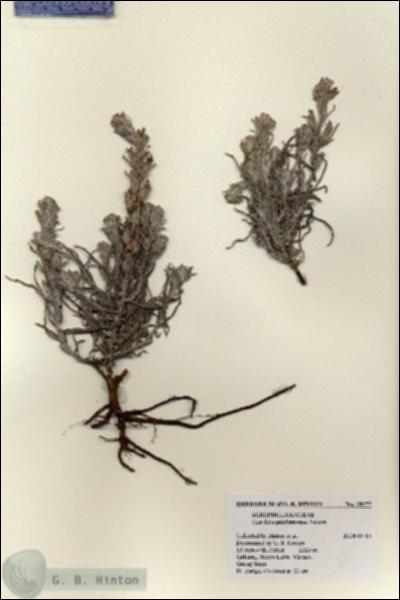 URN_catalog_HBHinton_herbarium_28277.jpg.jpg