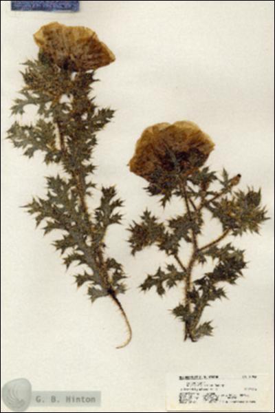 URN_catalog_HBHinton_herbarium_20942.jpg.jpg