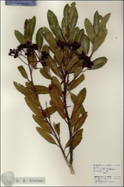 URN_catalog_HBHinton_herbarium_25918.jpg.jpg