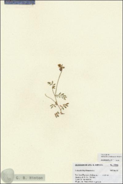 URN_catalog_HBHinton_herbarium_27050.jpg.jpg