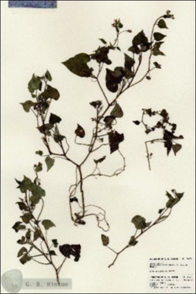 URN_catalog_HBHinton_herbarium_24454.jpg.jpg