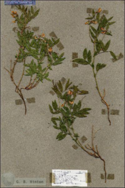 URN_catalog_HBHinton_herbarium_18425.jpg.jpg