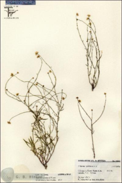 URN_catalog_HBHinton_herbarium_25641.jpg.jpg