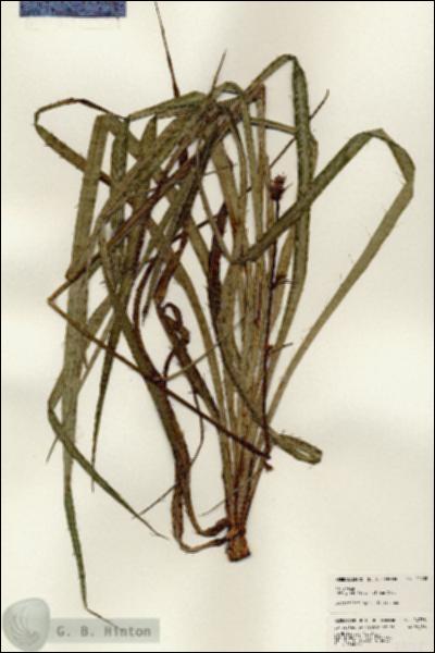 URN_catalog_HBHinton_herbarium_24338.jpg.jpg